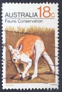 Stamp with Red Kangaroo Macropus rufus