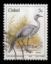 Stamp series printed in Ciskei shows Blue Crane Anthropoides paradiseus