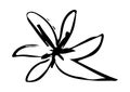 Vector drawing of a flower drawn by hand and then brought back to the computer