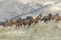 Stampede Royalty Free Stock Photo