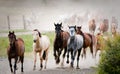 Stampede of multi-colored horses