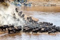 Stampede of Wildebeest and Zebra Herds Royalty Free Stock Photo