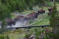 Stampeding Bison in Yellowstone