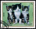 Stamps printed in Sharjah shows European kittens