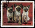 Stamps printed in Sharjah shows Siamese kittens