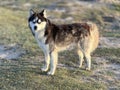 The stance and cuteness of the cute wolf dog