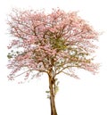 A stand alone of beautiful pind tecoma (pink trumpet) tree on w Royalty Free Stock Photo