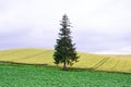 Stand alone Christmas tree Royalty Free Stock Photo