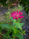 Stand Alone Cute Pink flower