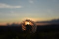 Stand alone dandelion Royalty Free Stock Photo