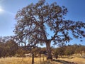 Stand alone shoe tree Royalty Free Stock Photo