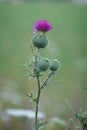 Stand alone stem with spiky pink purple flowers of Common thistle Cirsium vulgare weed plant in wild meadow Royalty Free Stock Photo