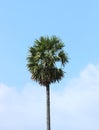 Single Sugar Palm Tree with blue sky Royalty Free Stock Photo