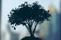 Stand alone tree with buildings and skyscrapers in the background. .Silhouette black and white or dark and brooding view of bare