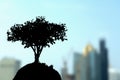 Stand alone tree with buildings and skyscrapers in the background. .Silhouette black and white or dark and brooding view of bare Royalty Free Stock Photo