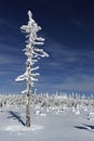 A stand-alone tree covered with frost Royalty Free Stock Photo