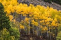 Stand of Aspen Trees Royalty Free Stock Photo