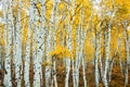 Stand of Aspens Trunks Royalty Free Stock Photo