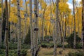 Stand of Autumn Aspens
