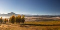 A stand of autumn colour poplar trees in a meadow with short gras