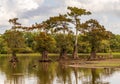 Stand of bald cypress trees rise out of water in Atchafalaya basin
