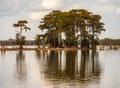 Stand of bald cypress trees rise out of water in Atchafalaya basin