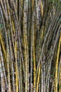 Stand of bamboo canes Royalty Free Stock Photo