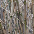 Stand of Bamboo Reeds in.Cpl Royalty Free Stock Photo