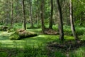 Stand of Bialowieza Forest with standing water Royalty Free Stock Photo