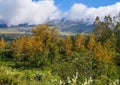 A stand of brilliant gold Silky oak, grevillea robusta, on the island of Maui, Hawaii.