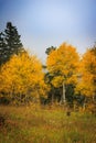 Stand of brilliant yellow and gold aspen trees changing color