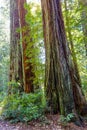 Stand of California Redwood Sequoia Pine in Sunlight