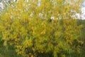 Stand of changing yellow Aspen tree in front of dark green pine
