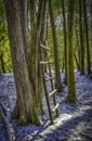 Stand of dark trees with a home-made ladder