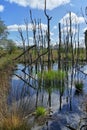 A stand of dead trees reflected in swampy water at Foulshaw Moss