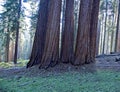 FIVE SEQUOIA`S