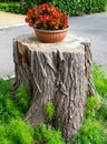 Stand for a flower pot made of tree stump