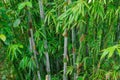 Stand of fresh bamboo amidst jungle greenery of Asian rain fores