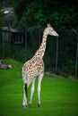 The stand full length Giraffe