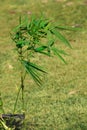 Stand of leaf in garden