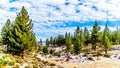 Stand of Jeffrey Pine Trees at Mono Mills Royalty Free Stock Photo