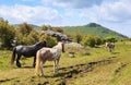 Stand-Off Donkey Versus Wild Ponies Grayson Highlands Virginia Royalty Free Stock Photo