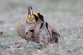 Stand off of two male lesser prairie chickens