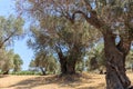 A stand of old Olive trees plantation Royalty Free Stock Photo