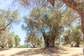 A stand of old Olive trees plantation Royalty Free Stock Photo