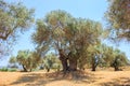 A stand of old Olive trees plantation Royalty Free Stock Photo
