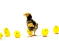 a defiant real brown chick standing out from the fake yellow chicks