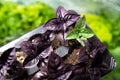 Stand out, be different, green basil plant among the violet plan Royalty Free Stock Photo