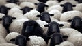 Stand Out from the Herd: Black Sheep Metaphor. Royalty Free Stock Photo