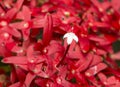 Stand Out Ixora Royalty Free Stock Photo